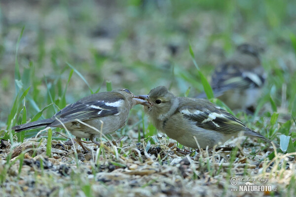 Buchfink (Fringilla coelebs)