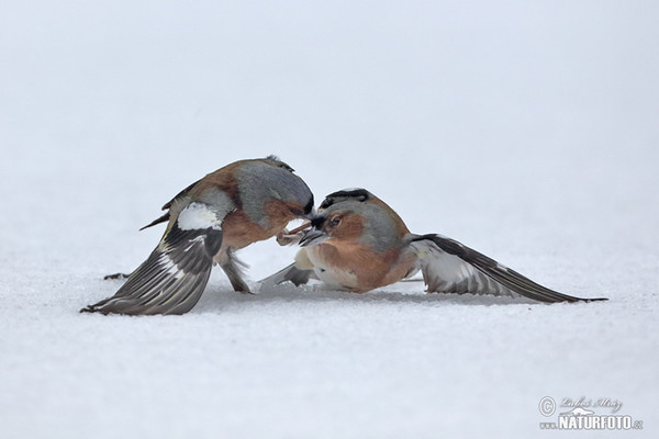 Buchfink (Fringilla coelebs)