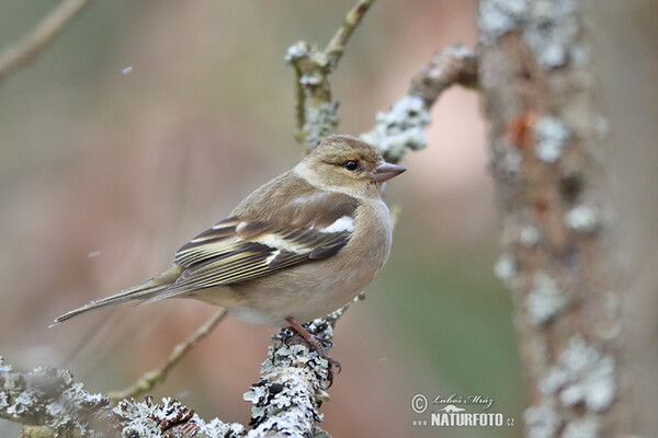 Buchfink (Fringilla coelebs)