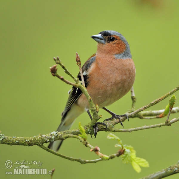 Buchfink (Fringilla coelebs)