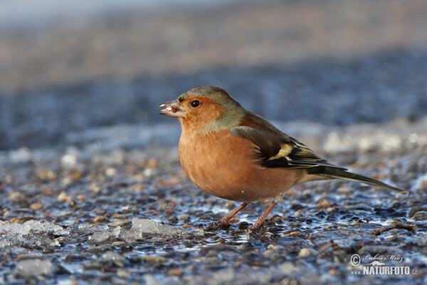 Buchfink (Fringilla coelebs)