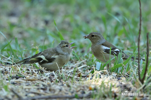 Buchfink (Fringilla coelebs)