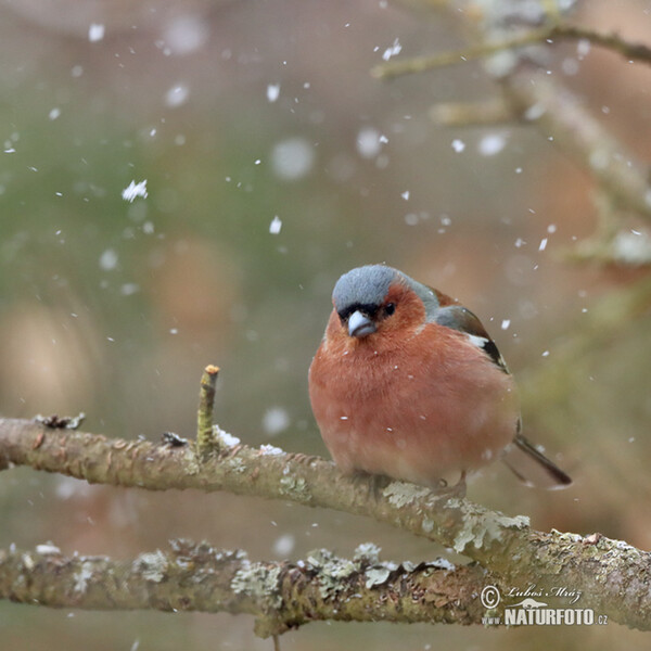 Buchfink (Fringilla coelebs)