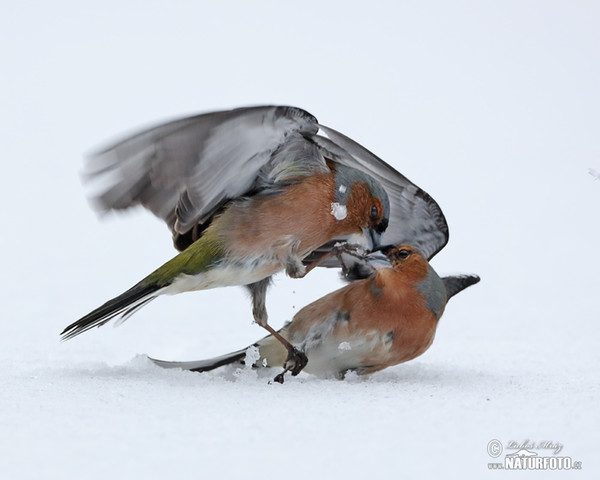 Buchfink (Fringilla coelebs)