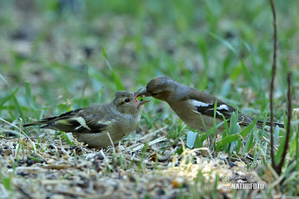 Buchfink (Fringilla coelebs)