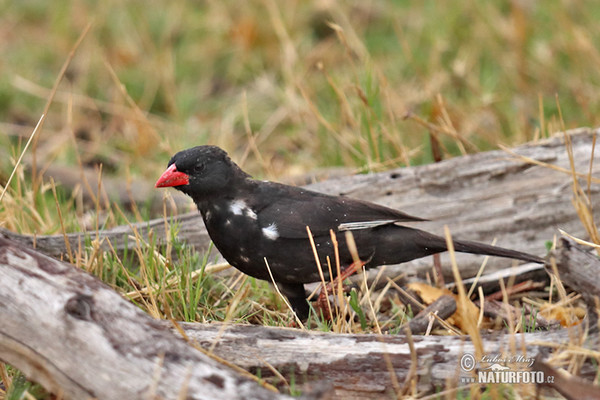 Büffelweber (Bubalornis niger)