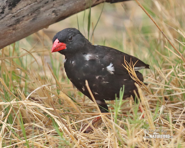 Büffelweber (Bubalornis niger)