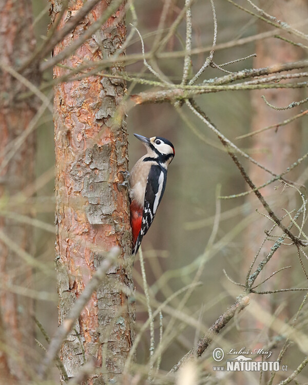 Buntspecht (Dendrocopos major)