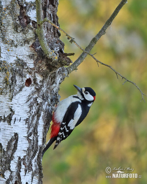 Buntspecht (Dendrocopos major)