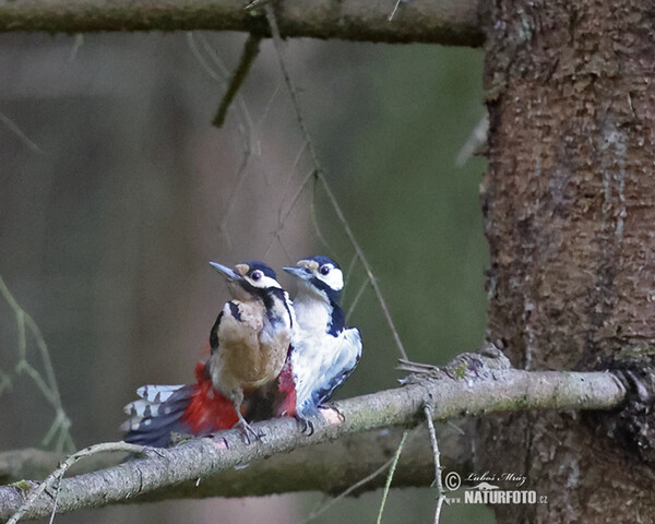 Buntspecht (Dendrocopos major)