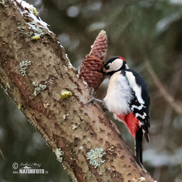 Buntspecht (Dendrocopos major)