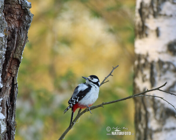 Buntspecht (Dendrocopos major)