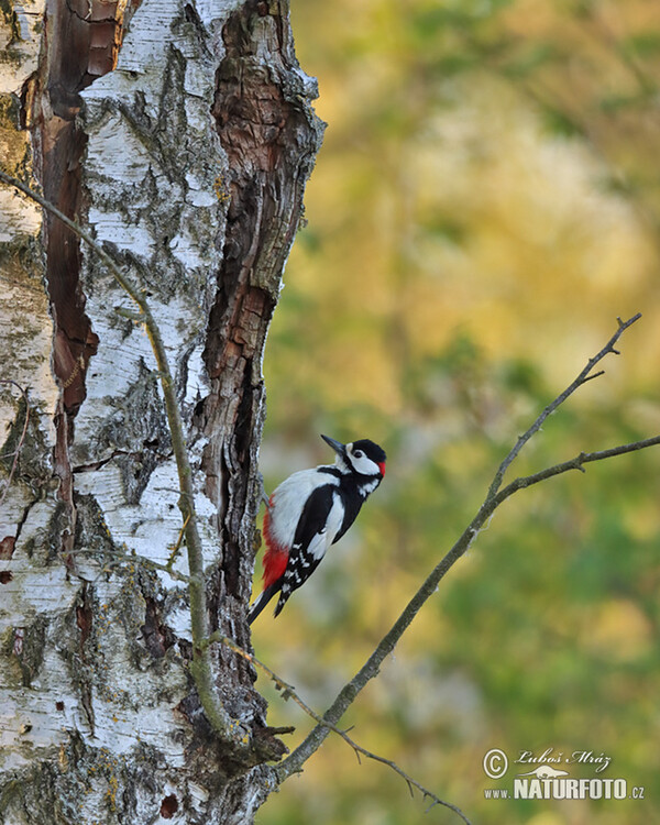 Buntspecht (Dendrocopos major)