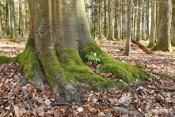 Busch Windröschen (Anemone nemorosa)