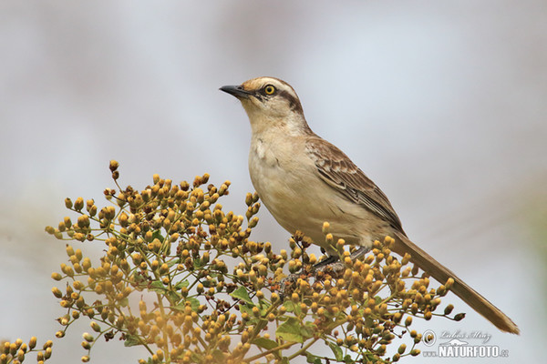 Camposspottdrossel (Mimus saturninus)