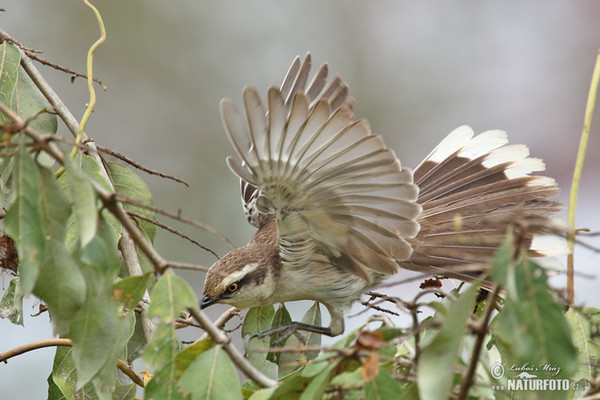 Camposspottdrossel (Mimus saturninus)