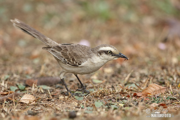 Camposspottdrossel (Mimus saturninus)