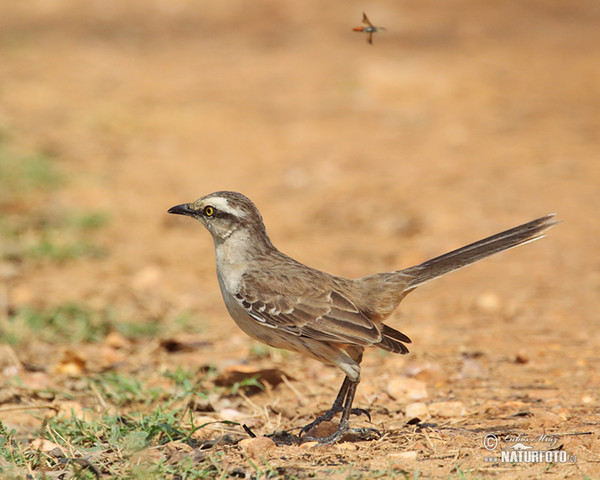 Camposspottdrossel (Mimus saturninus)