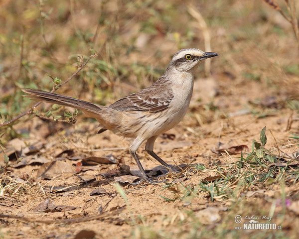 Camposspottdrossel (Mimus saturninus)