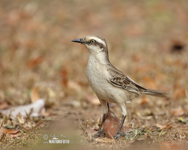 Camposspottdrossel (Mimus saturninus)