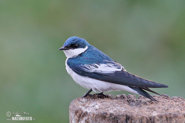 Cayenneschwalbe (Tachycineta albiventer)