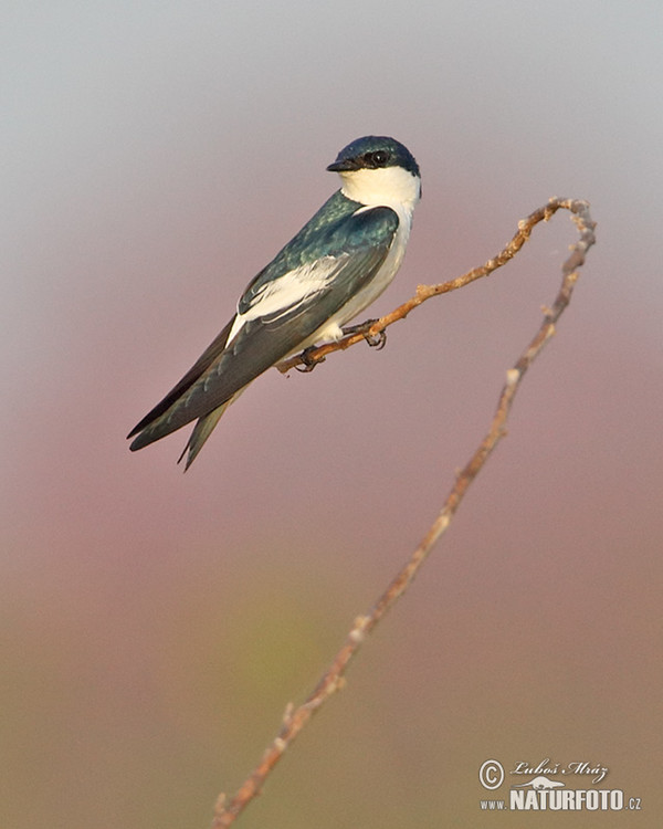 Cayenneschwalbe (Tachycineta albiventer)