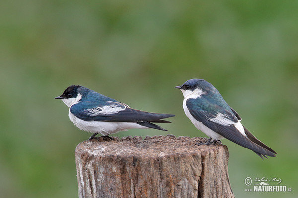 Cayenneschwalbe (Tachycineta albiventer)