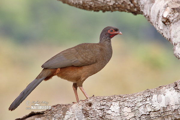 Chacoguan (Ortalis canicollis)