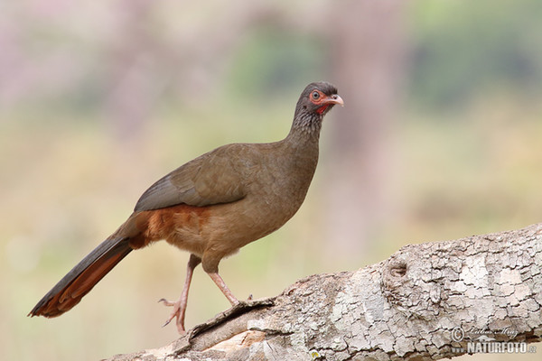 Chacoguan (Ortalis canicollis)