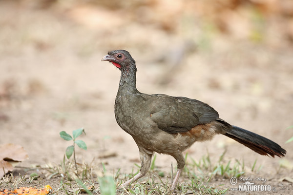 Chacoguan (Ortalis canicollis)