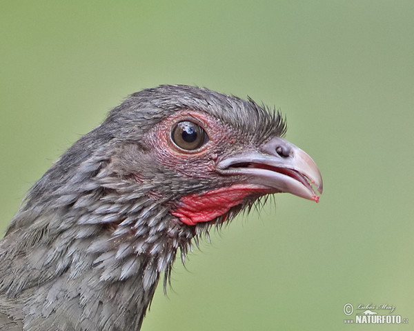 Chacoguan (Ortalis canicollis)