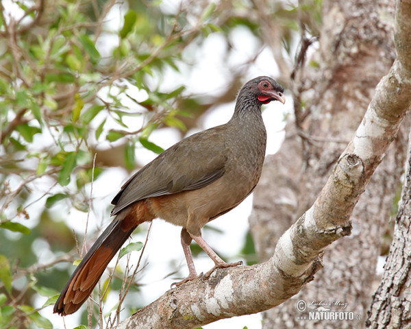 Chacoguan (Ortalis canicollis)