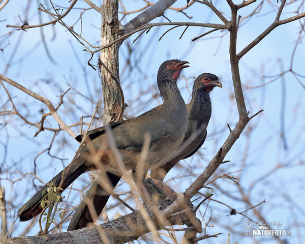 Chacoguan (Ortalis canicollis)