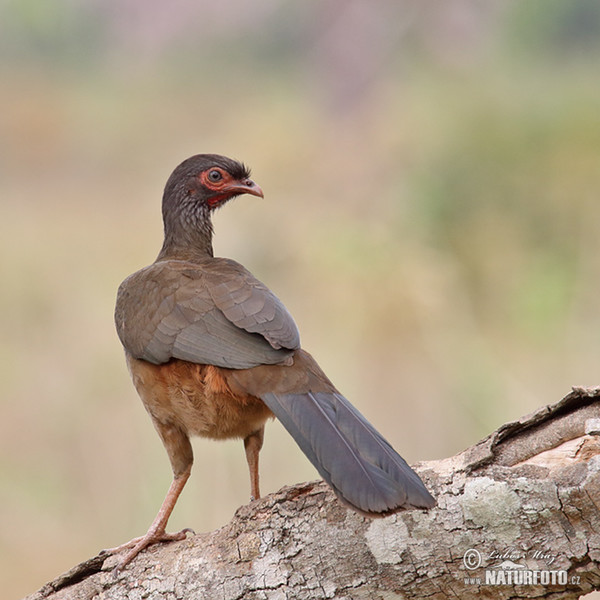 Chacoguan (Ortalis canicollis)