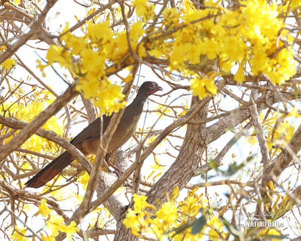 Chacoguan (Ortalis canicollis)