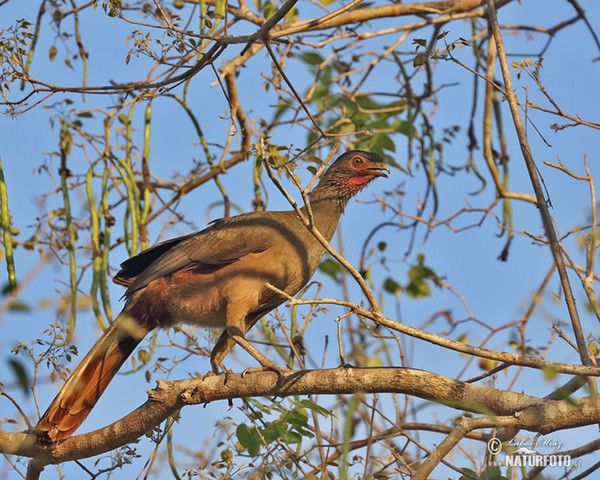 Chacoguan (Ortalis canicollis)