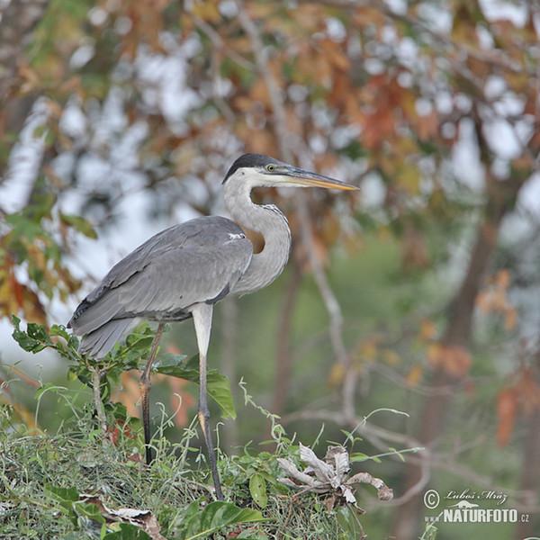 Cocoihejre (Ardea cocoi)