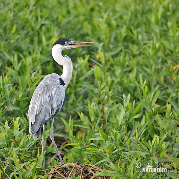 Cocoihejre (Ardea cocoi)