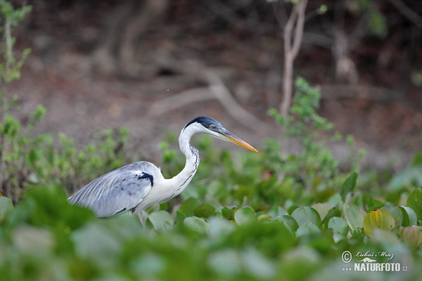 Cocoihejre (Ardea cocoi)