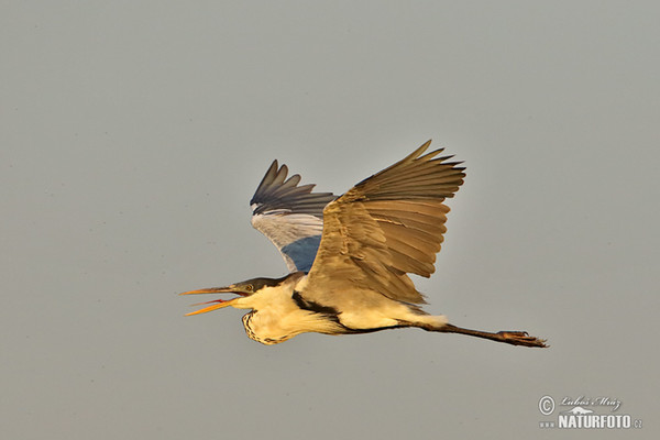 Cocoihejre (Ardea cocoi)