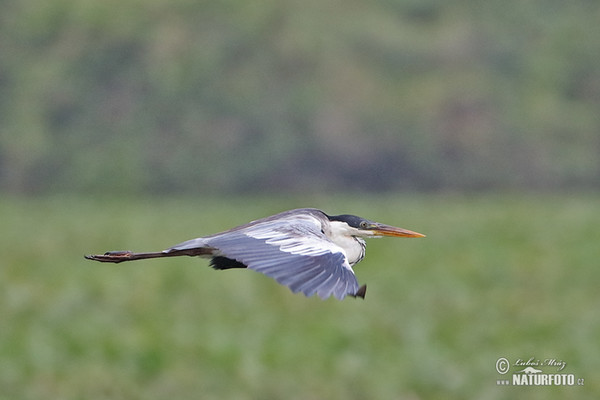 Cocoihejre (Ardea cocoi)