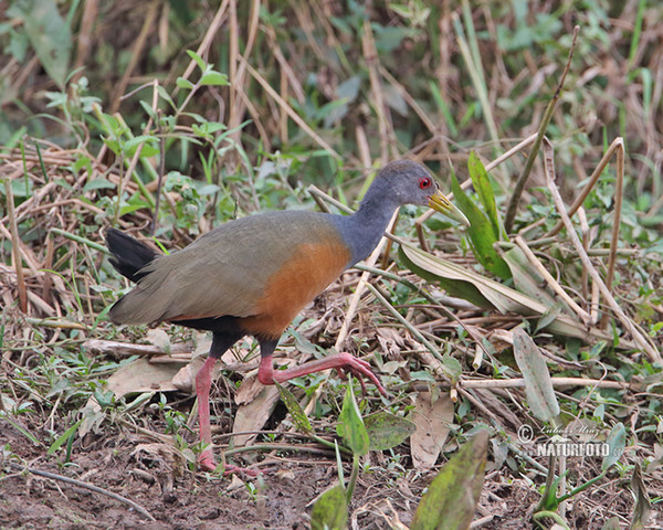 Cyanneralle (Aramides cajanea)