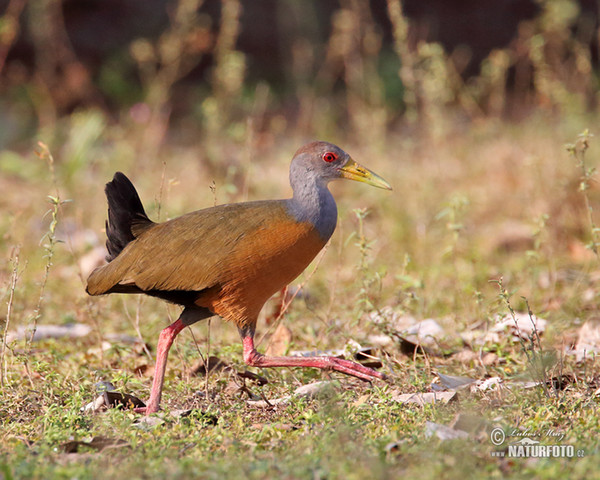 Cyanneralle (Aramides cajanea)