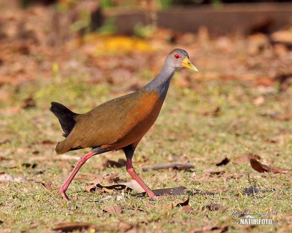 Cyanneralle (Aramides cajanea)