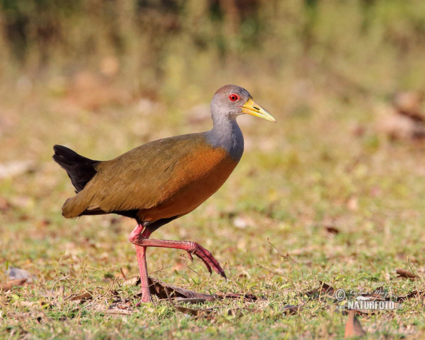 Cyanneralle (Aramides cajanea)