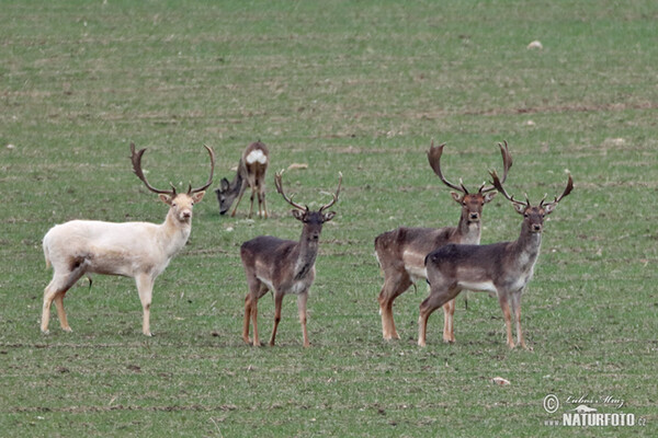 Damhirsch (Dama dama)