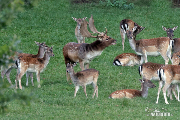 Damhirsch (Dama dama)