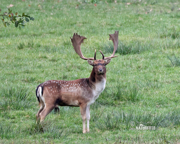 Damhirsch (Dama dama)