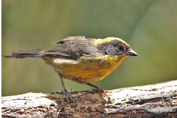 Deifarben-Buschammer (Altapetes trocolor)