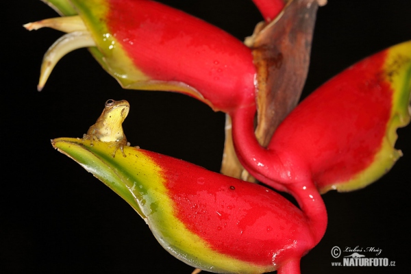 Dendropsophus carnifex (Dendropsophus carnifex)